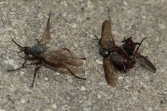 Empis spectabilis