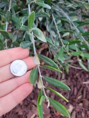Buddleja alternifolia