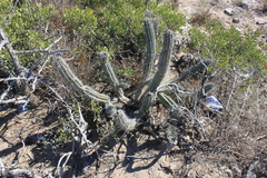Lophocereus gatesii