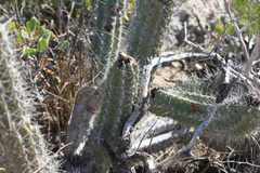 Lophocereus gatesii