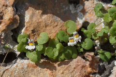 Cymbalaria longipes