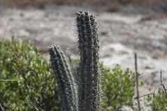 Lophocereus gatesii