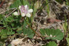 Securigera parviflora