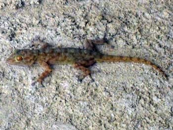 Ragazzi's Fan-Footed Gecko