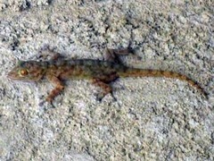 Ptyodactylus ragazzii