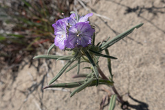 Phacelia linearis