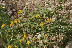 Phlomis grandiflora