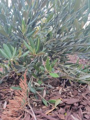 Buddleja alternifolia