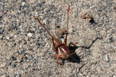 Anabrus simplex
