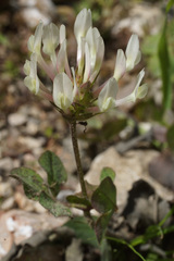 Trifolium clypeatum