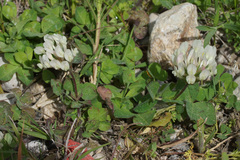 Trifolium clypeatum