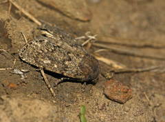 Dasypolia timoi