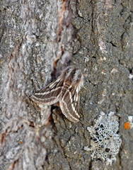 Lycia zonaria