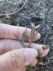 Trifolium palmeri