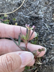 Trifolium palmeri