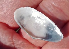 Megangulus bodegensis