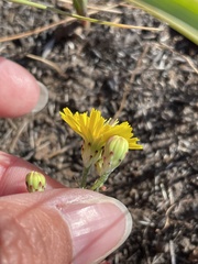 Malacothrix foliosa foliosa