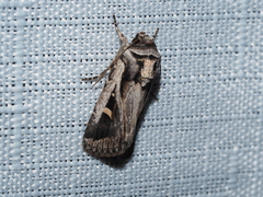 Proteuxoa chrysospila