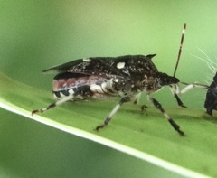 Eocanthecona furcellata