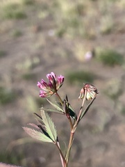 Trifolium palmeri