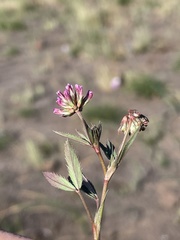 Trifolium palmeri