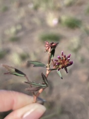 Trifolium palmeri