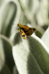 Taractrocera papyria agraulia