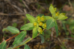 Euphorbia hirsuta