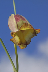 Fritillaria acmopetala