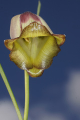 Fritillaria acmopetala
