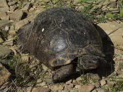 Testudo graeca ibera