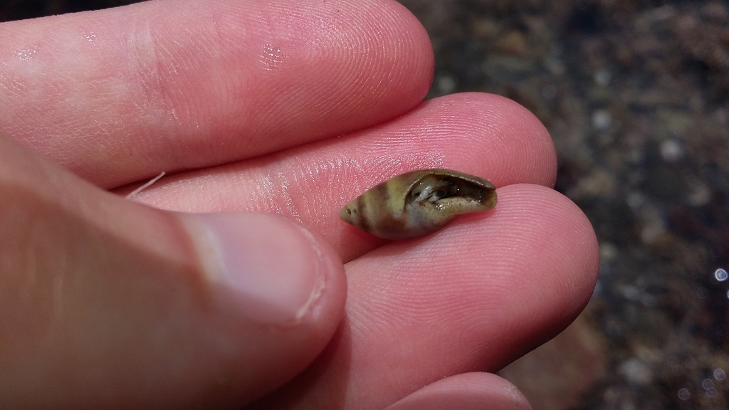 Amalda australis
