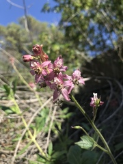 Delphinium purpusii