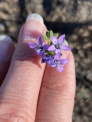 Gilia nevinii