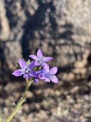 Gilia nevinii