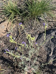 Gilia nevinii