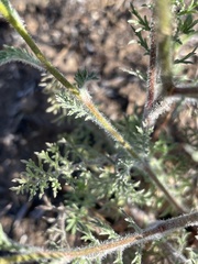 Gilia nevinii
