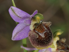 Ophrys fuciflora heterochila