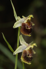 Ophrys fuciflora heterochila
