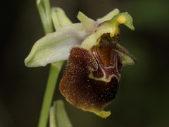 Ophrys fuciflora heterochila