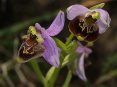 Ophrys fuciflora heterochila