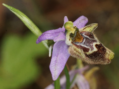 Ophrys fuciflora heterochila