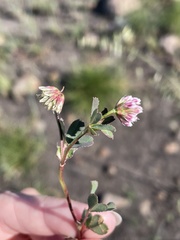 Trifolium palmeri