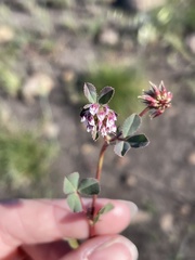 Trifolium palmeri