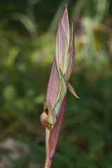 Serapias politisii