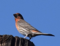 Haemorhous mexicanus