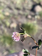 Trifolium palmeri