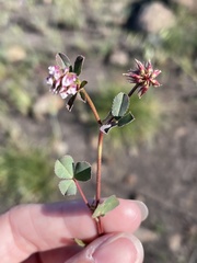 Trifolium palmeri