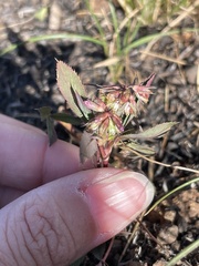 Trifolium palmeri
