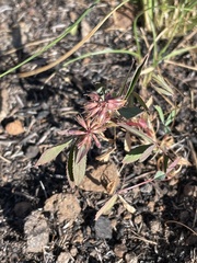 Trifolium palmeri